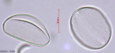 Ipheion uniflorum - lame n° 29367